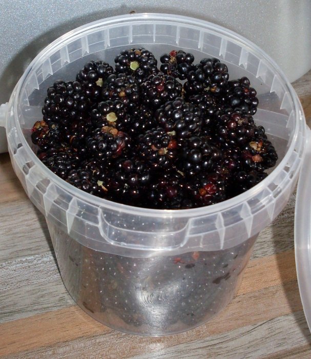 brombeeren2.jpg